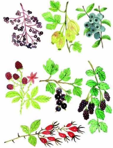 Plant a Perennial ‘Backbone’ for Your Vegetable Garden